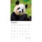 Giant Pandas | 2026 12 x 24 Inch (Hanging) Monthly Square Wall Calendar | Plastic-Free